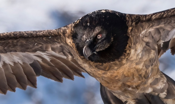 Il Gipeto torna a nidificare in Piemonte dopo 112 anni: volano i piccoli di Ceresole e Noasca