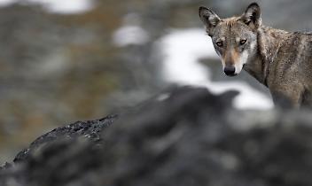 Lupi inseguiti da un drone in Valle di Rhêmes, sfogo social del Parco Gran Paradiso