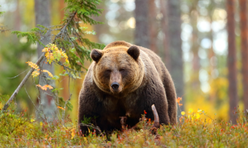 Orso in Piemonte: notte di paura in Valgrande per due escursionisti