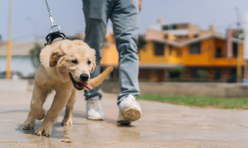 A Tavagnasco scatta la stretta: multe fino a 500 euro ai padroni maleducati di cani