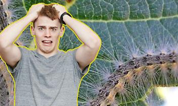 Infestazione di ifantria