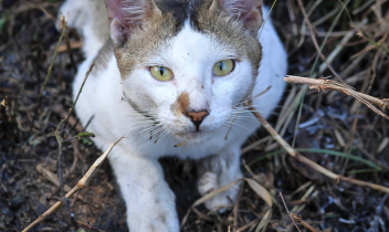 Dai gatti randagi alle persone fragili: comuni dell'eporediese uniti per non lasciare indietro nessuno