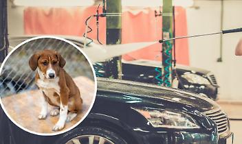 Biella, cane lavato con la lancia di un autolavaggio: dagli animalisti parte la denuncia per maltrattamento