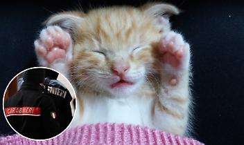 Gattino mutilato davanti a casa: zampette recise lasciate sulla soglia. Macabro "gioco" tra ragazzini