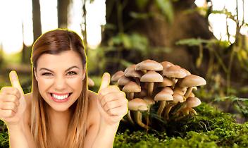 Stagione dei funghi 2025