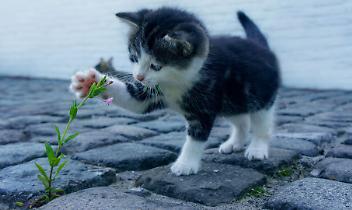Valperga rubano la gattina