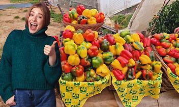 Coldiretti rilancia il peperone di Carmagnola: simbolo della dieta mediterranea e modello di agricoltura sostenibile