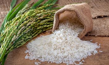 Torna la Fiera in Campo a Vercelli, tre giorni dedicati a risicoltura e innovazione. Occhi puntati sui droni agricoli