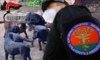 Cuccioli sequestrati a Scarmagno, scoperta la frode di un allevatore senza scrupoli
