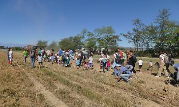 Patate protagoniste tra le montagne e la pianura: doppia sagra a Sauze d&rsquo;Oulx e Villastellone
