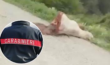 Orrore in riva al Po: mucca tagliata a metà e lasciata in un prato. C'è un "mostro" in paese? (VIDEO)