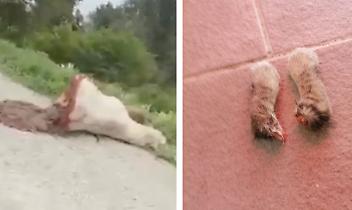 La carcassa della mucca e le zampette di gatto trovate a Verolengo