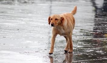 Temporale estremo sulla cintura di Torino: nubifragi e raffiche di vento mandano in tilt traffico e servizi