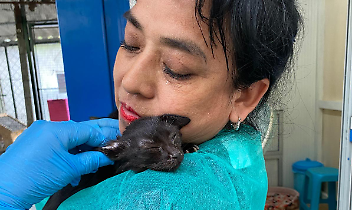 Spina e Stortino, gatti fragili e invincibili: la vita che non si arrende