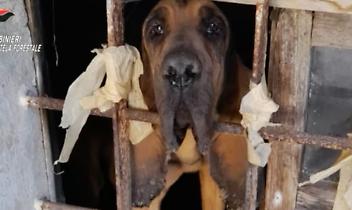 Cani e gatti segregati