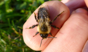 Esce per andare a funghi, viene punto da un calabrone e muore