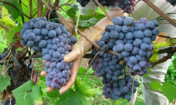 Baldissero celebra il Cari, la 72esima sagra dedicata al Pelaverga a bacca grande