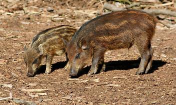 Castiglione, cucciolo colpito durante una battuta di caccia