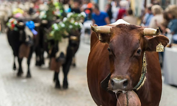 Transumanza: memoria, suono e profumo.