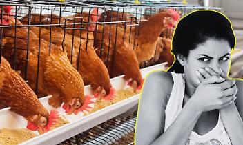 Odori molesti a San Giusto