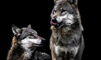 Lupi in azione in Valchiusella. 6 pecore sbranate