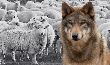 Lupi in Valchiusella