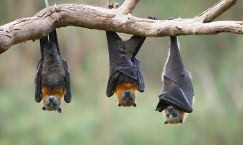 Foreste distrutte, pipistrelli in fuga: gli esperti smontano i sindaci del Canavese