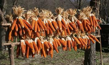 A Banchette si festeggia il Mais Rosso: due giorni di tradizione, gusto e cultura contadina