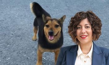 Il cane Rocky, ucciso dai cacciatori e la consigliera Sarah Disabato (M5S) 