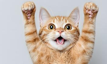 Ballando per i mici: a Bairo arriva l’AperyMusic del Gattile di Ivrea