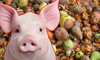 L’agricoltore "maiale"