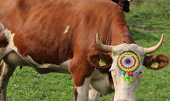 In occasione di San Martino si terrà la Festa Agricola