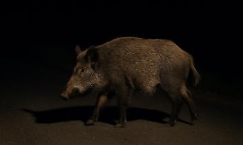 Travolge un cinghiale sulla 590, motociclista in gravi condizioni al Giovanni Bosco