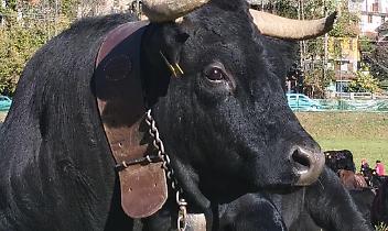 Le regine delle Valli di Lanzo: tra campanacci, prati dorati e giovani allevatori - VIDEO 