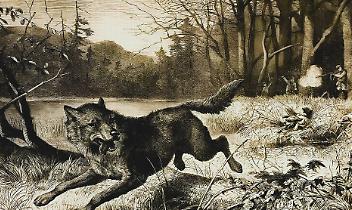 Il lupo nel mirino: la lunga guerra contro l’inquietante predatore