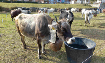 A Pomaretto torna la Fiero d&acirc; Pa&icirc; d&acirc; Ram&igrave;e: tradizione contadina, vino e musica