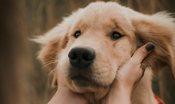 Sorrisi e carezze a quattro zampe: la Pet Therapy entra nelle scuole di San Benigno