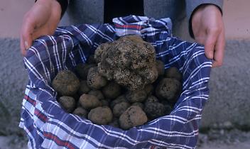 Ma lo sapevi che Chivasso è terra di tartufi?