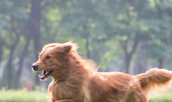 Cedimento del cancello dell'area cani a Borgaro: la minoranza chiede chiarezza sulla manutenzione