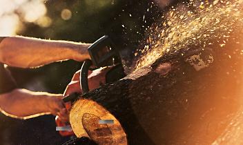 Dopo i pioppi cipressini della rotonda "olivettiana", ora anche gli alberi di Villa Garda Flip hanno i giorni contati?