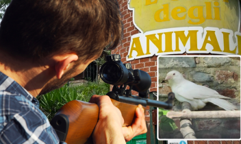 E' morta Igor, la cornacchia albina mascotte dell'Oasi degli Animali. L'hanno uccisa gli spari dei cacciatori