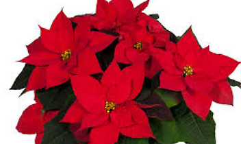 Le Stelle di Natale dell'AIL tornano nelle piazze del Canavese e delle Valli di Lanzo