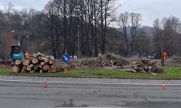 Mazza vuole abbattere i pioppi cipressini della rotonda "olivettiana", Cieol furioso: "E' un delitto!"