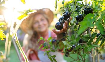 Otto orti sociali liberi a Caselle Torinese: perché?  Il Comune rilancia il bando, ma...