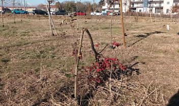 Cimitero o parco Berlinguer? E Piastra che dice?