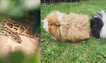 Pitone reale all'area giochi