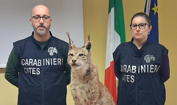 I Carabinieri Cites di Torino sequestrano una lince imbalsamata senza documentazione
