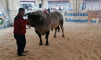 Carmagnola celebra le sue eccellenze: bovini di razza Piemontese, Giora e Porro Lungo Dolce