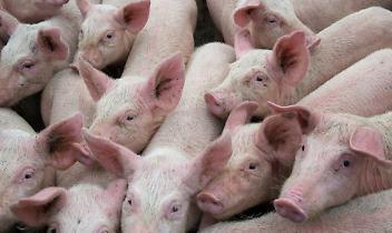 Barcellona zona rossa: la peste suina africana chiude il Collserola e mette a rischio miliardi di export