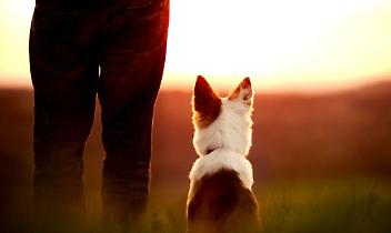 &Egrave; morto in casa e nessuno se n&rsquo;&egrave; accorto. Il cane ha vegliato il suo corpo fino a morire anche lui